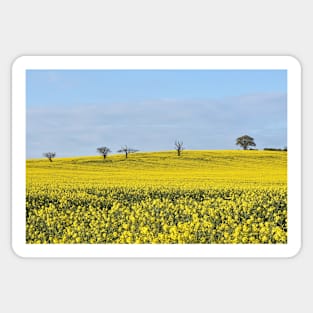 Rapeseed Field Sticker